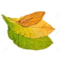 tobaccoleaves